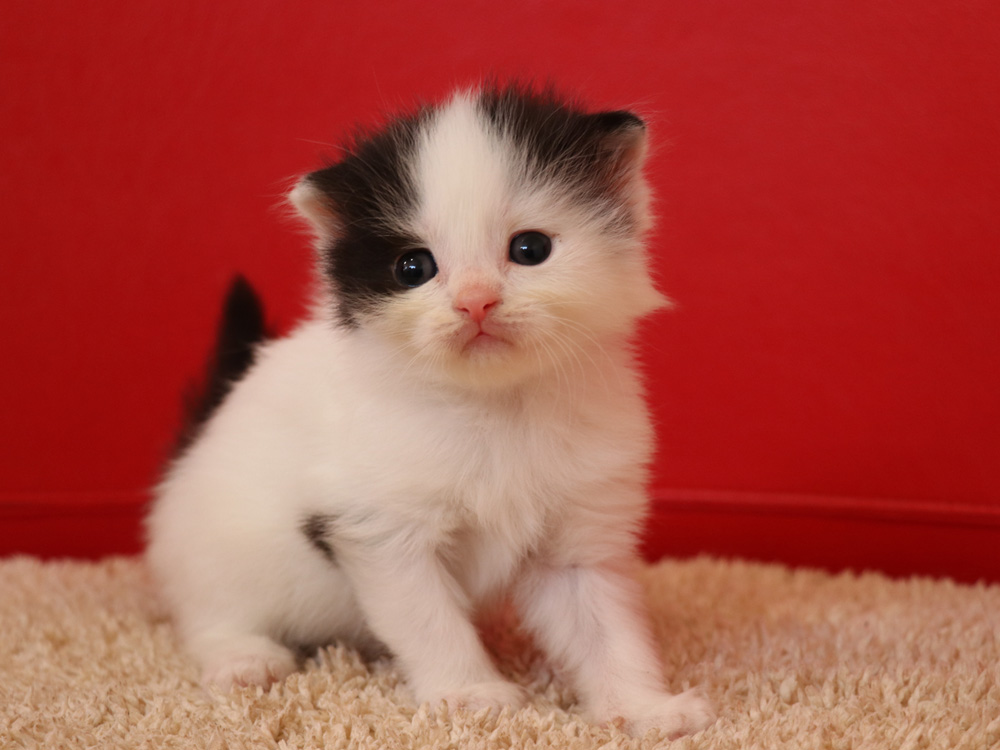 スコティッシュフォールドの子猫画像