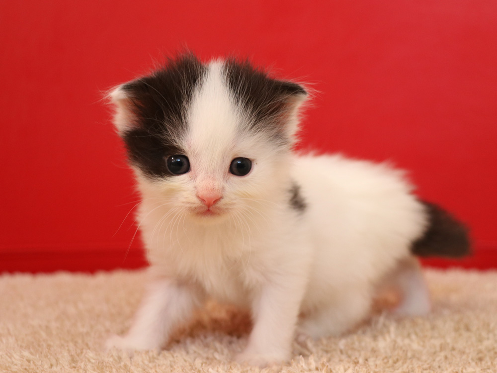 スコティッシュフォールドの子猫画像