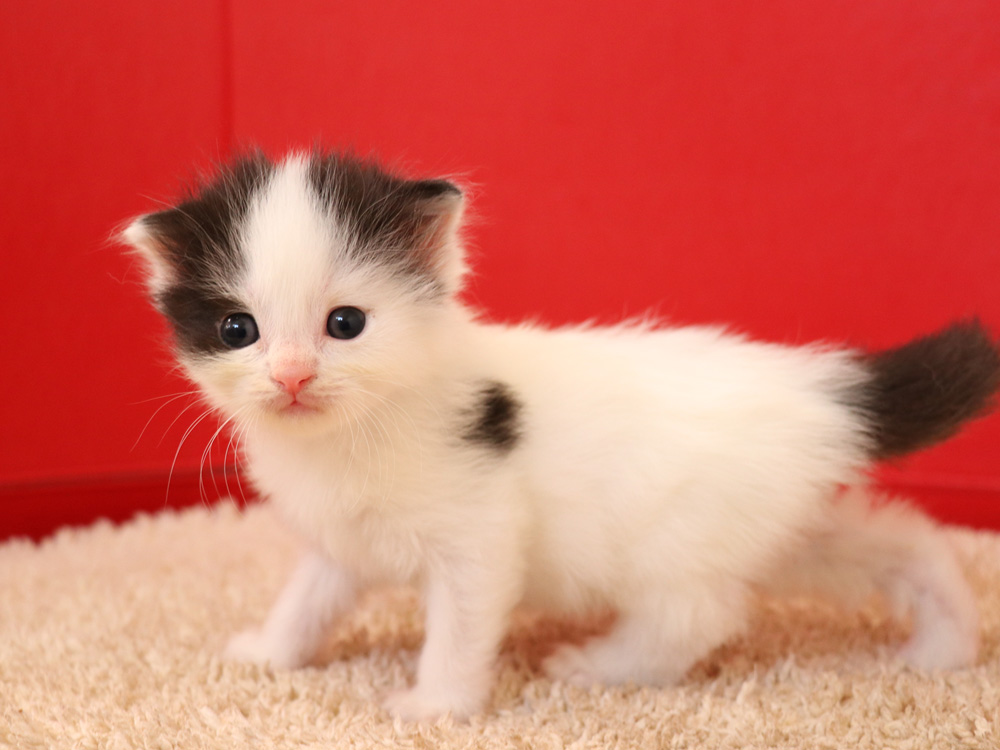 スコティッシュフォールドの子猫画像