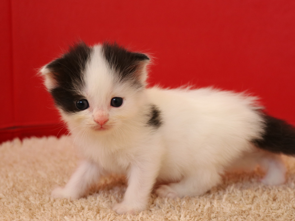 スコティッシュフォールドの子猫画像