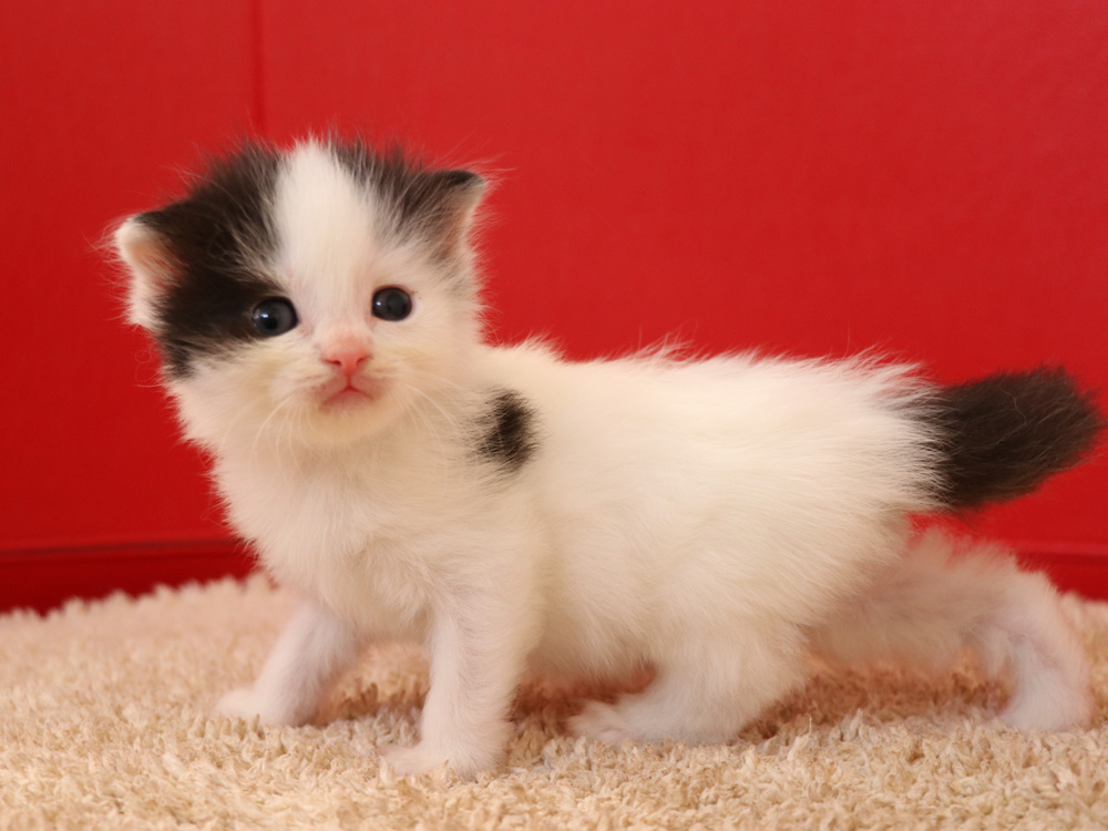 スコティッシュフォールドの子猫画像