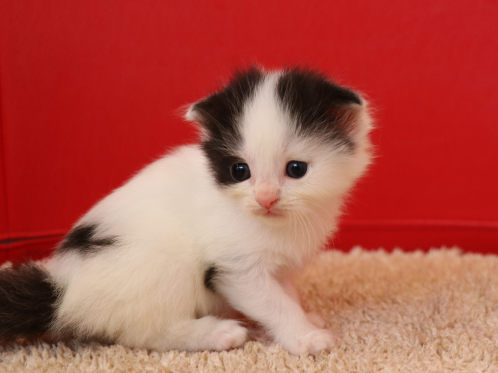スコティッシュフォールドの子猫画像