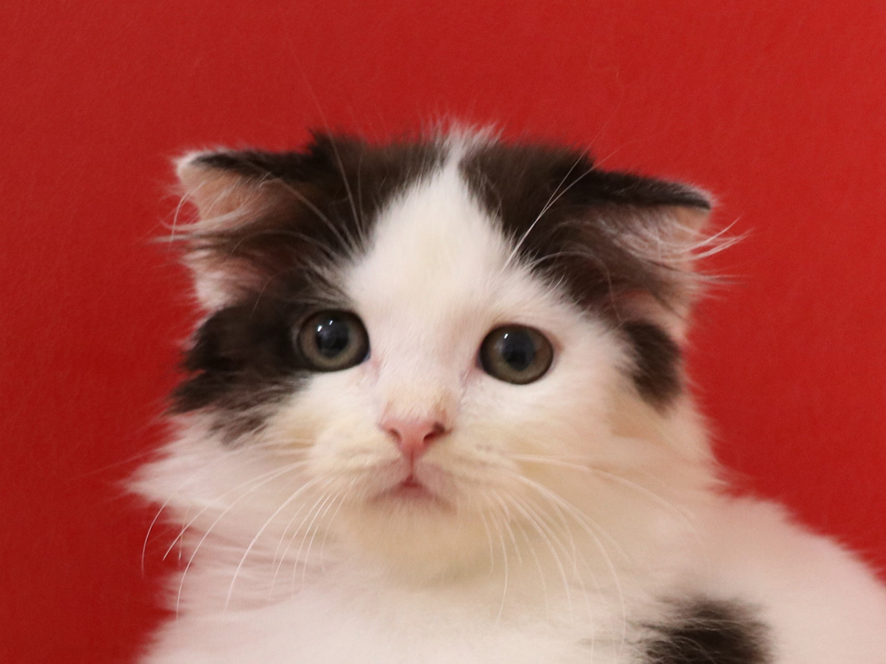 スコティッシュフォールドの子猫画像