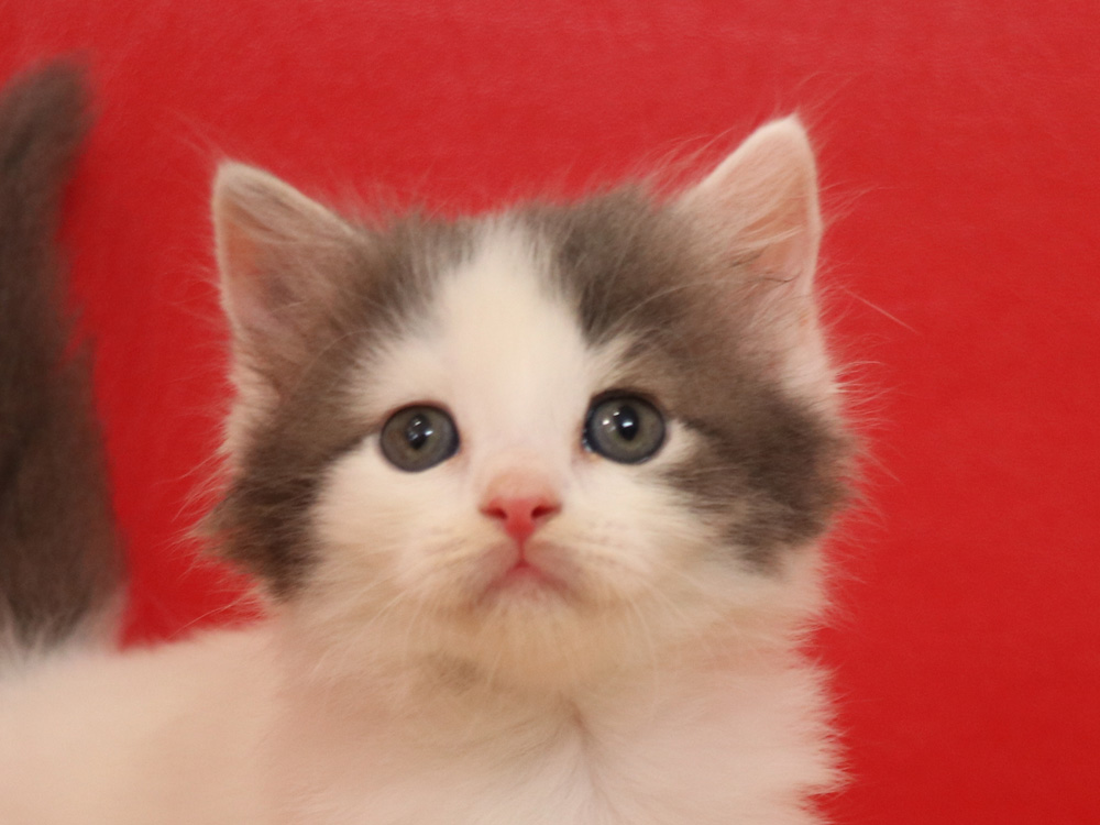 スコティッシュフォールドの子猫画像