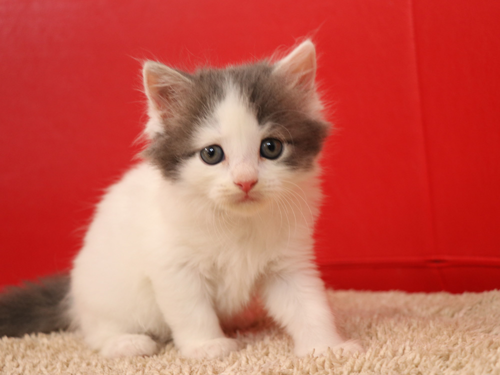 スコティッシュフォールドの子猫画像
