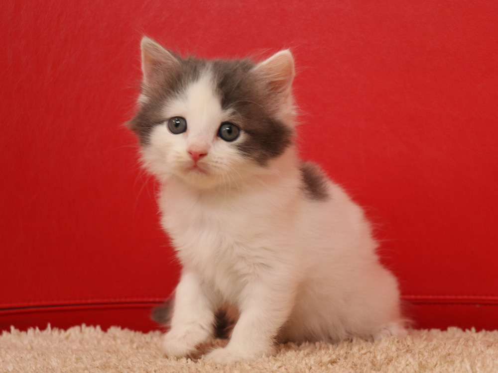 スコティッシュフォールドの子猫画像