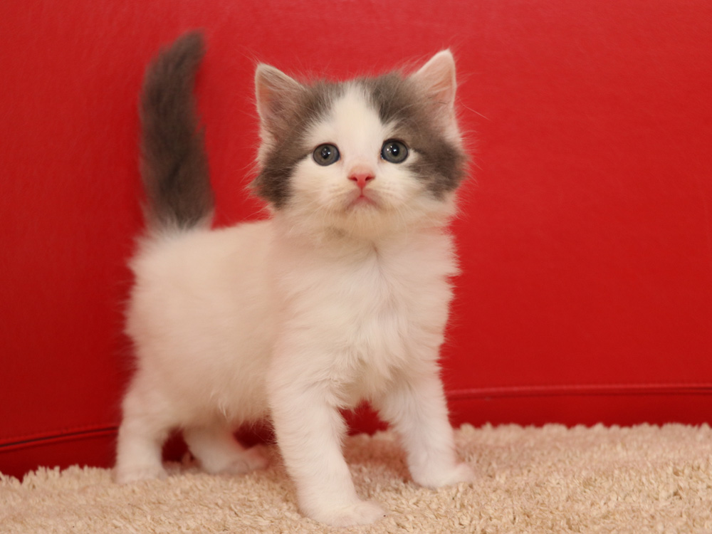 スコティッシュフォールドの子猫画像