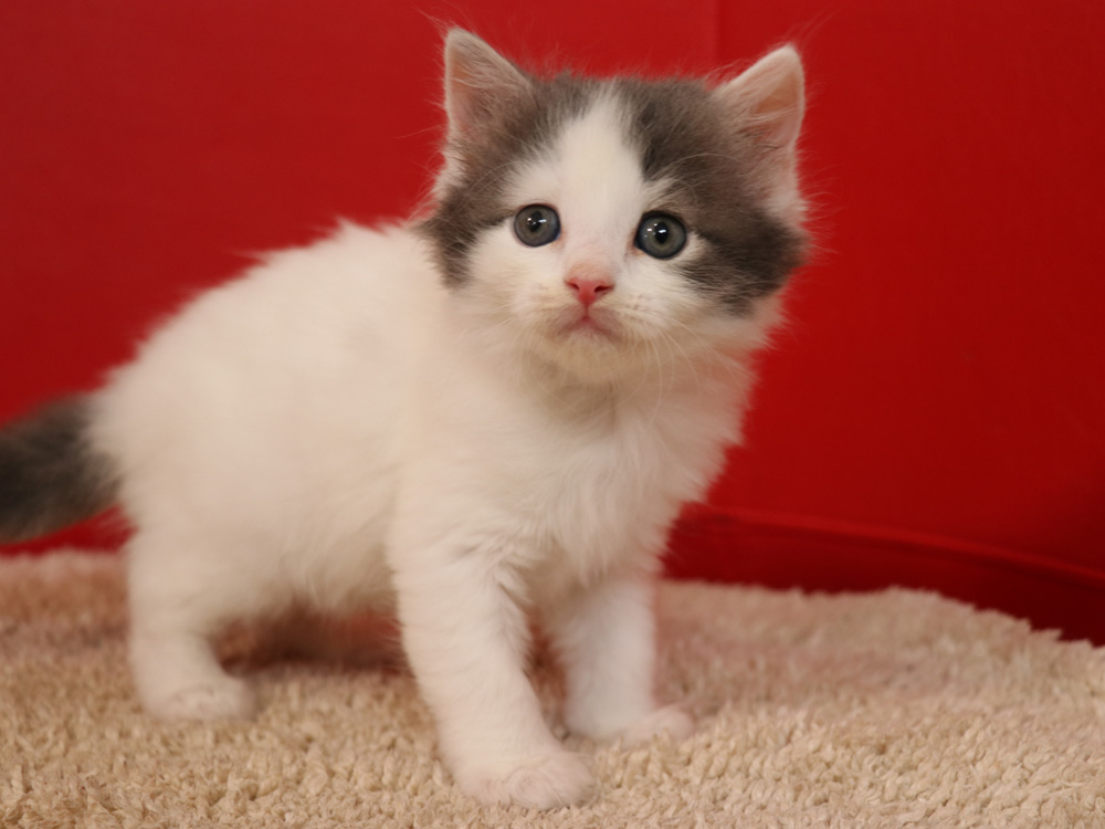 スコティッシュフォールドの子猫画像