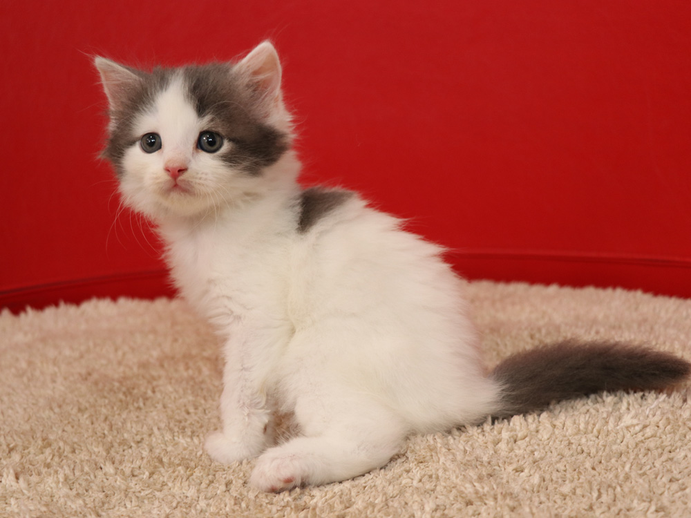 スコティッシュフォールドの子猫画像