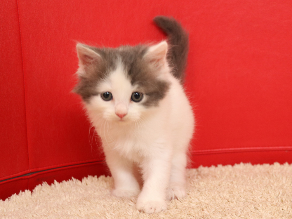 スコティッシュフォールドの子猫画像