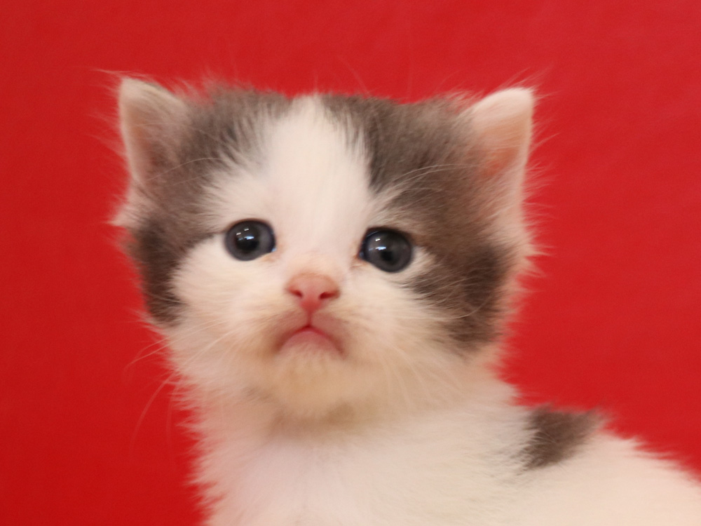 スコティッシュフォールドの子猫画像