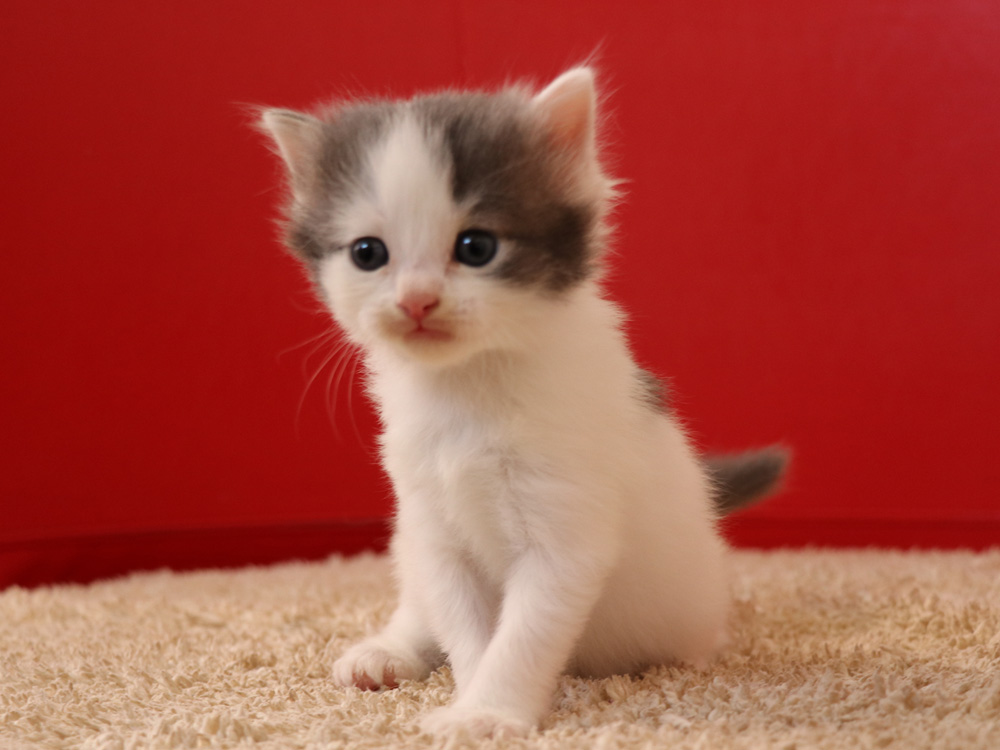 スコティッシュフォールドの子猫画像