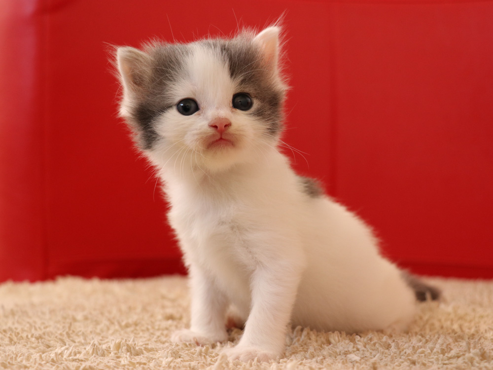 スコティッシュフォールドの子猫画像
