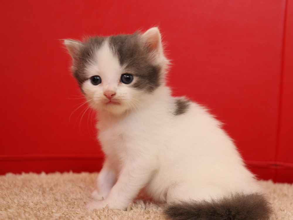 スコティッシュフォールドの子猫画像