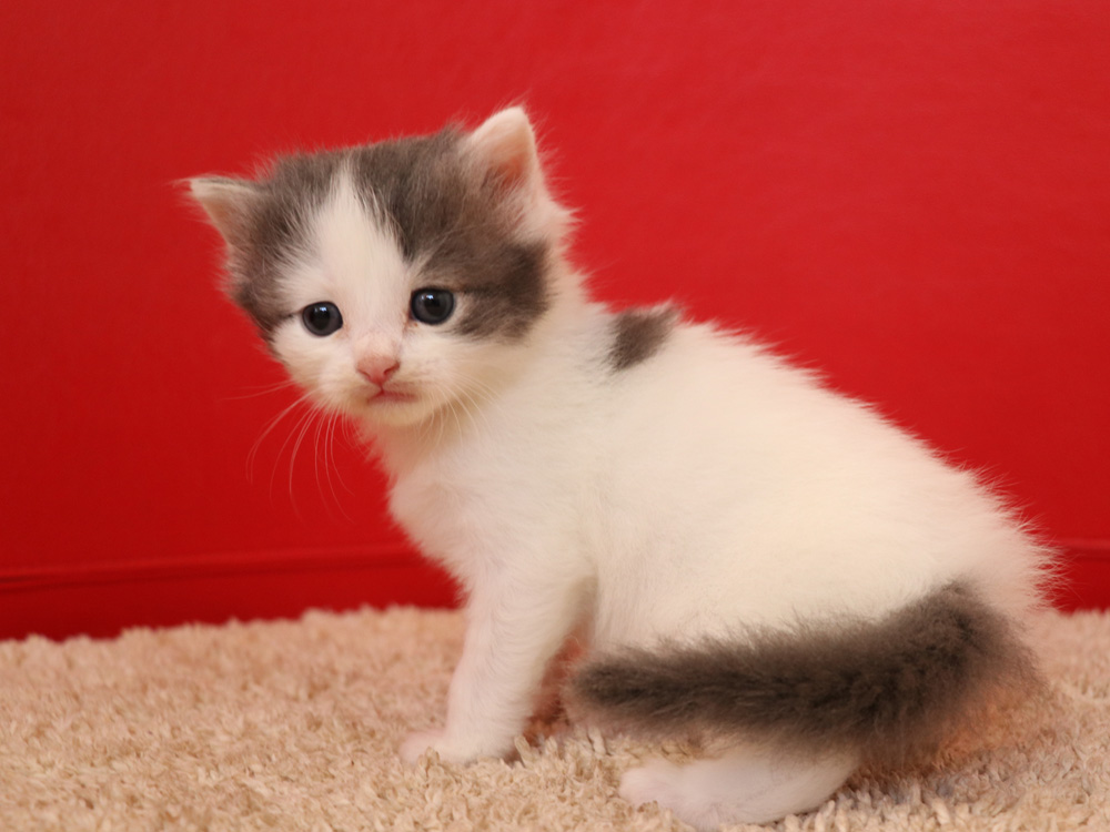 スコティッシュフォールドの子猫画像