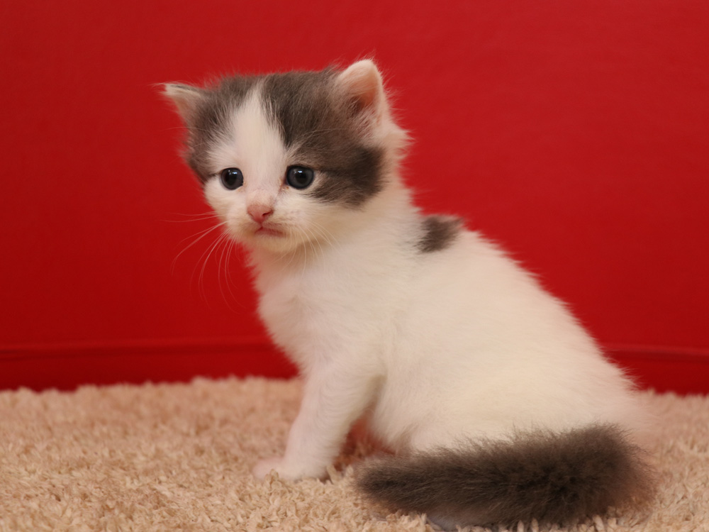 スコティッシュフォールドの子猫画像