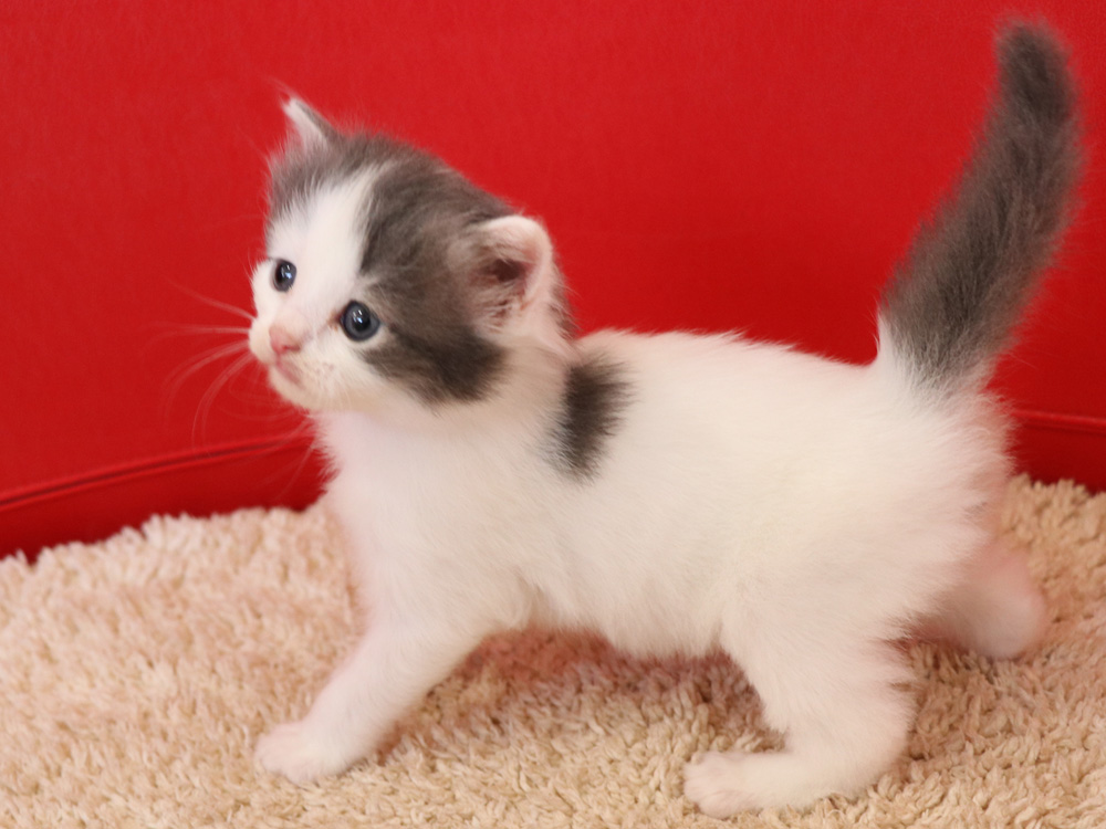 スコティッシュフォールドの子猫画像