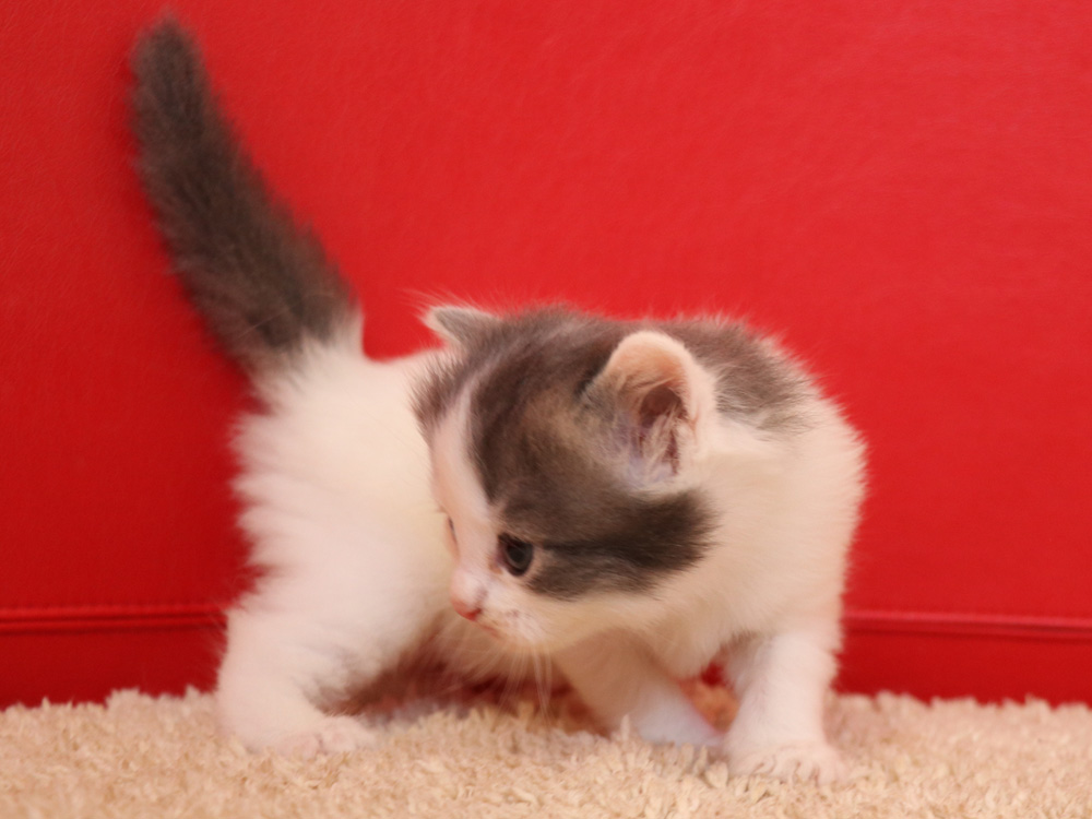 スコティッシュフォールドの子猫画像