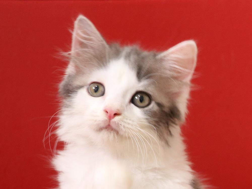 スコティッシュフォールドの子猫画像