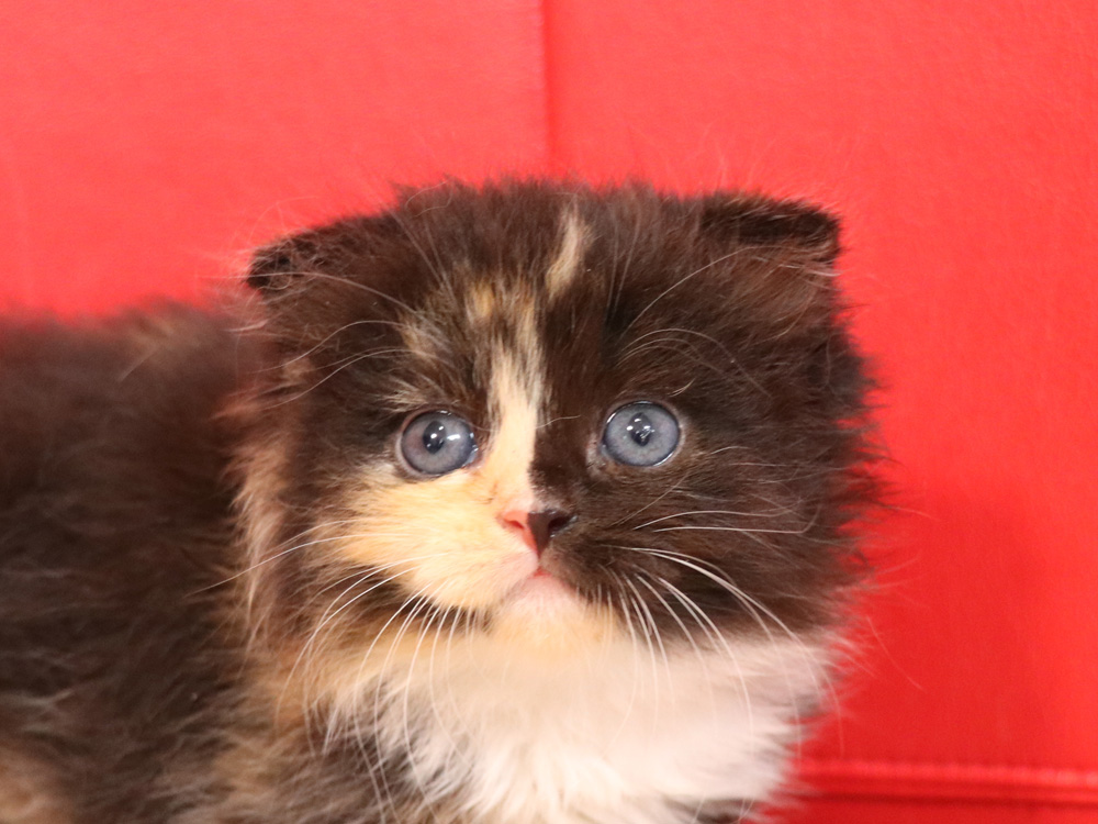 スコティッシュフォールドの子猫画像