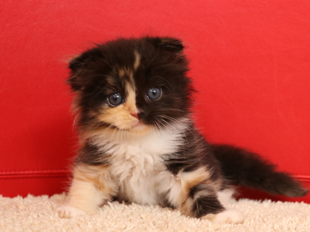 スコティッシュフォールドの子猫画像