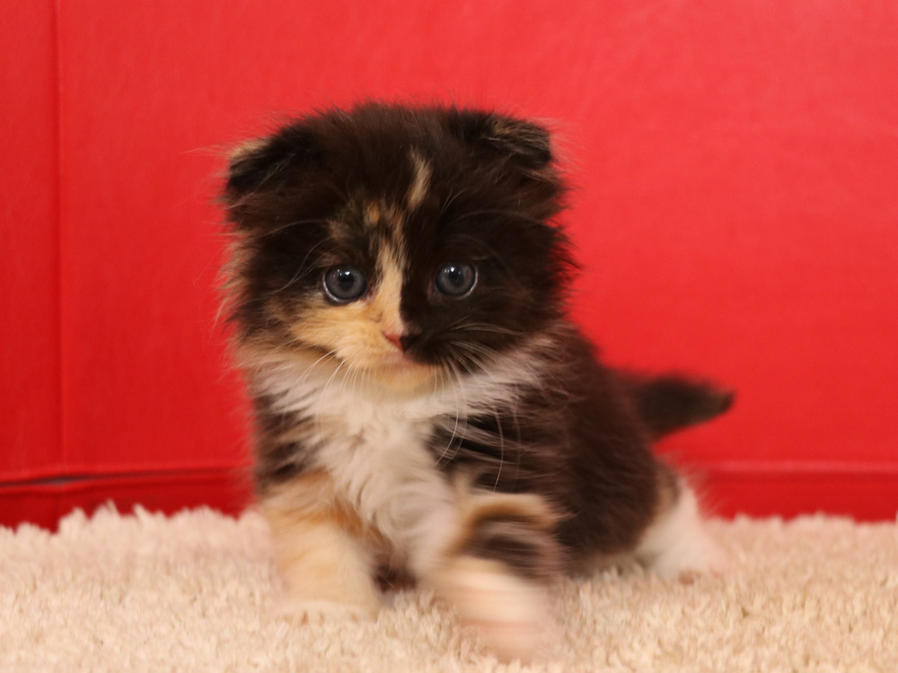 スコティッシュフォールドの子猫画像