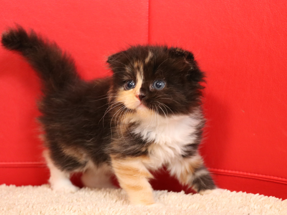 スコティッシュフォールドの子猫画像