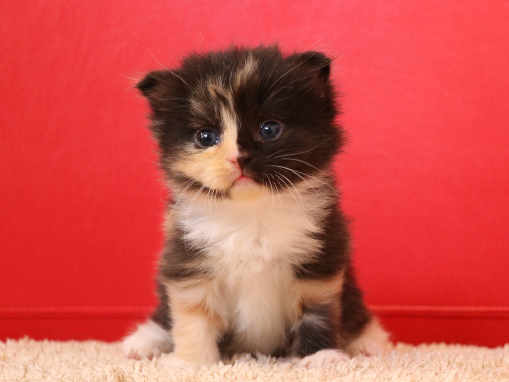 スコティッシュフォールドの子猫画像
