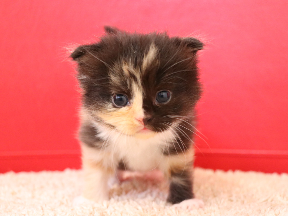 スコティッシュフォールドの子猫画像