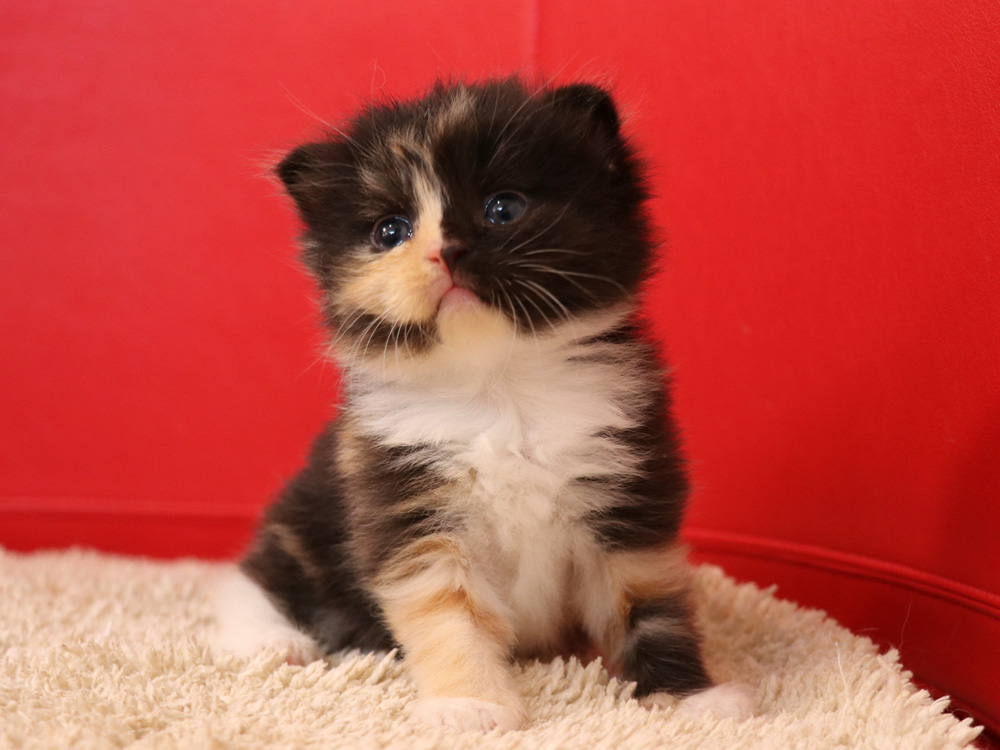 スコティッシュフォールドの子猫画像