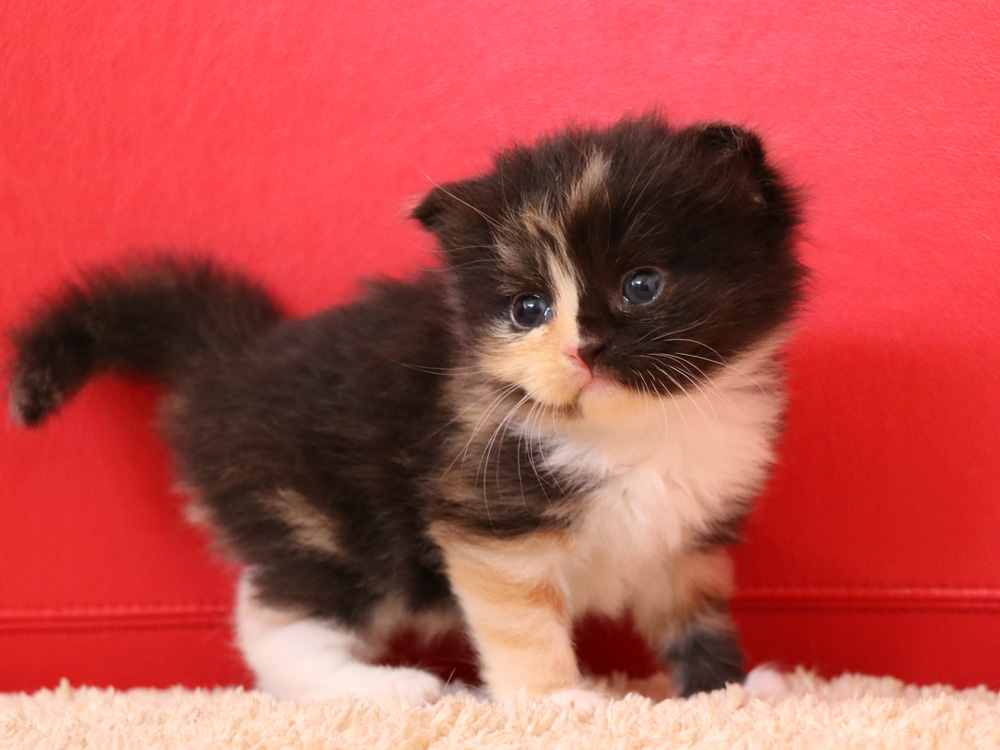 スコティッシュフォールドの子猫画像