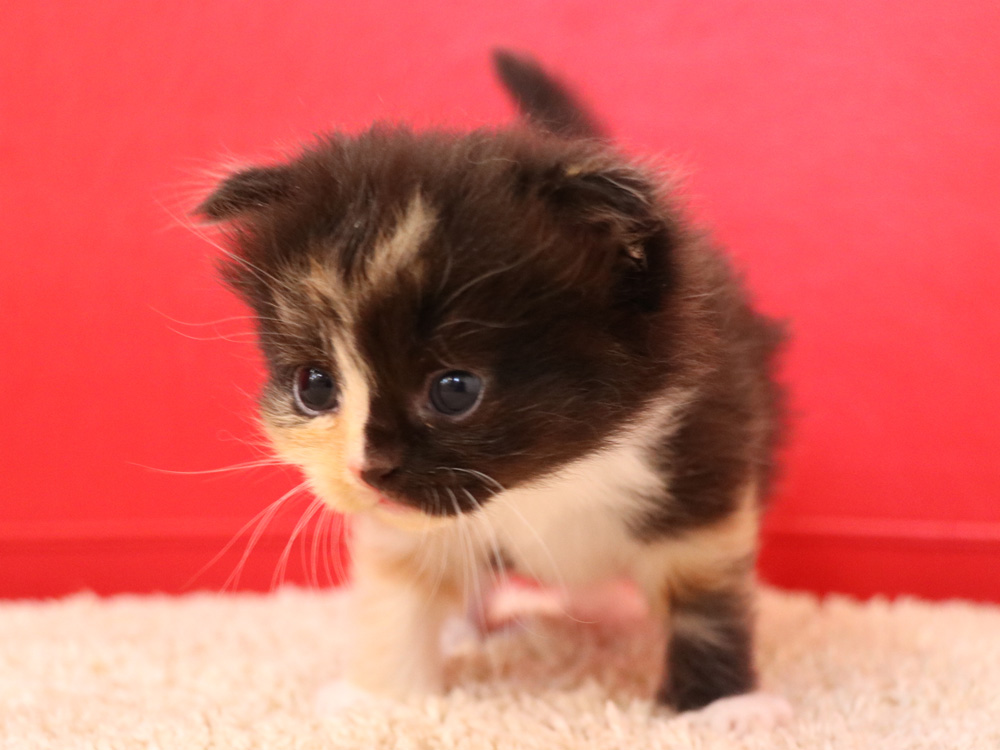 スコティッシュフォールドの子猫画像