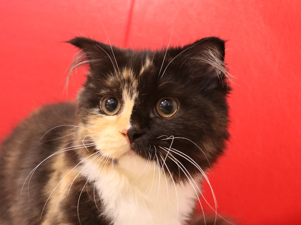 スコティッシュフォールドの子猫画像