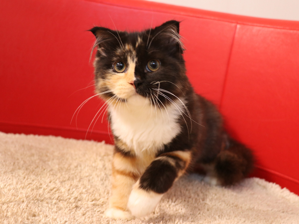 スコティッシュフォールドの子猫画像