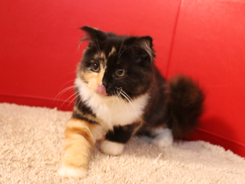 スコティッシュフォールドの子猫画像
