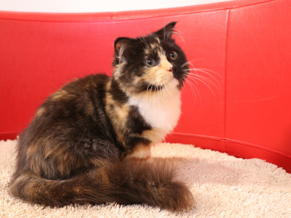スコティッシュフォールドの子猫画像