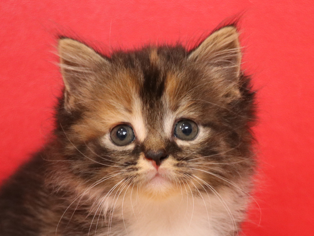 スコティッシュフォールドの子猫画像