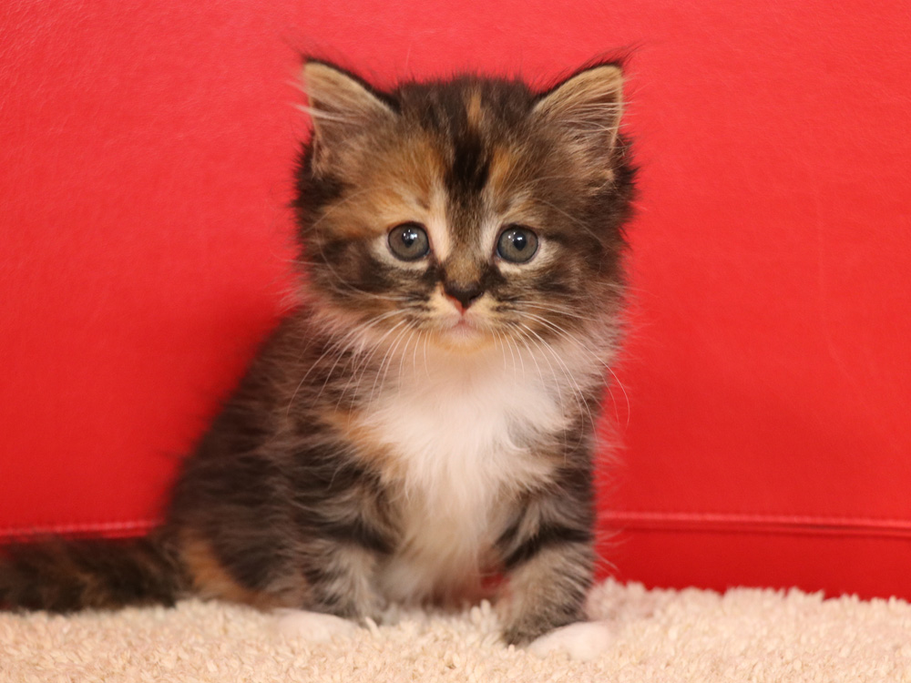 スコティッシュフォールドの子猫画像