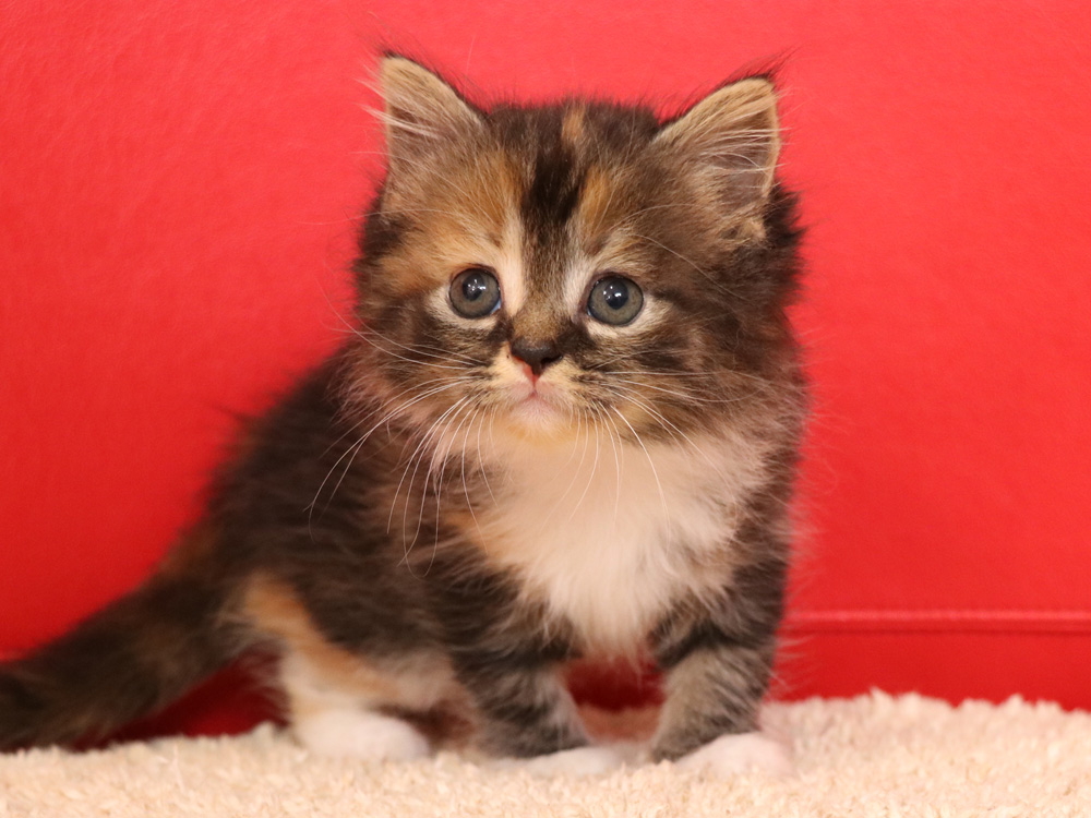 スコティッシュフォールドの子猫画像