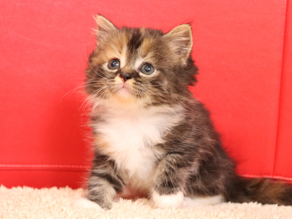 スコティッシュフォールドの子猫画像
