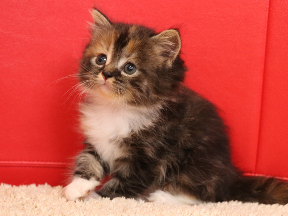 スコティッシュフォールドの子猫画像
