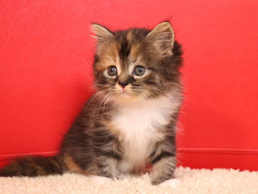 スコティッシュフォールドの子猫画像