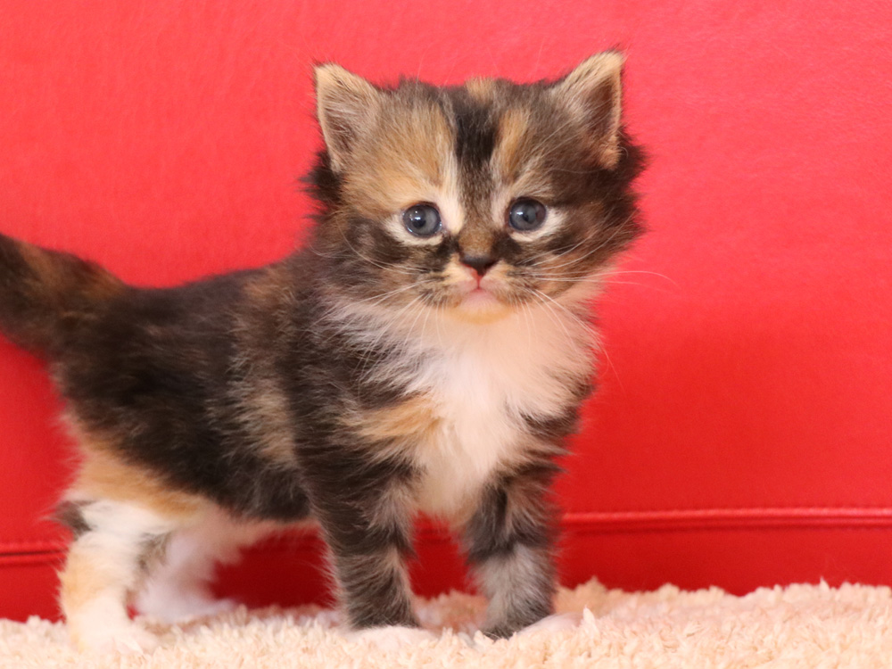 スコティッシュフォールドの子猫画像