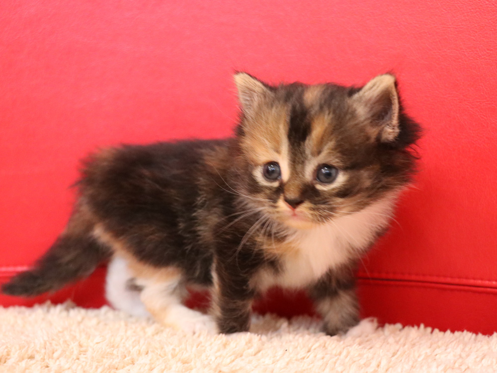 スコティッシュフォールドの子猫画像