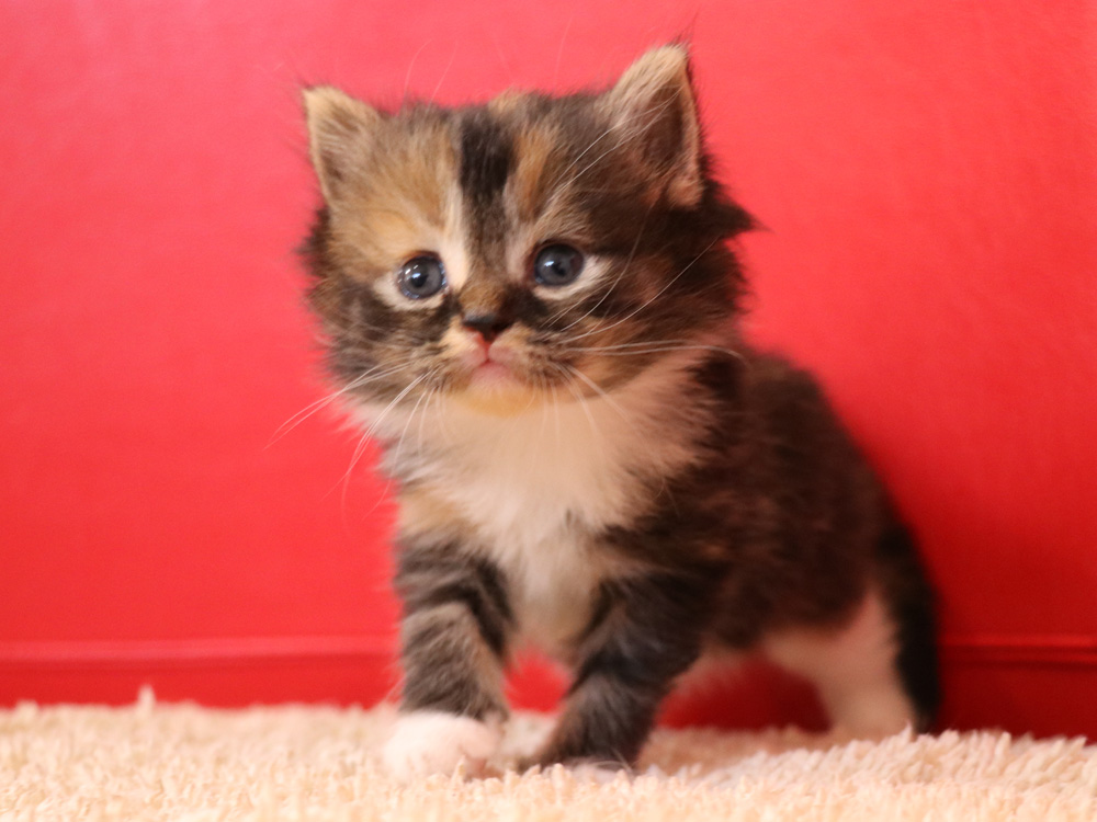 スコティッシュフォールドの子猫画像