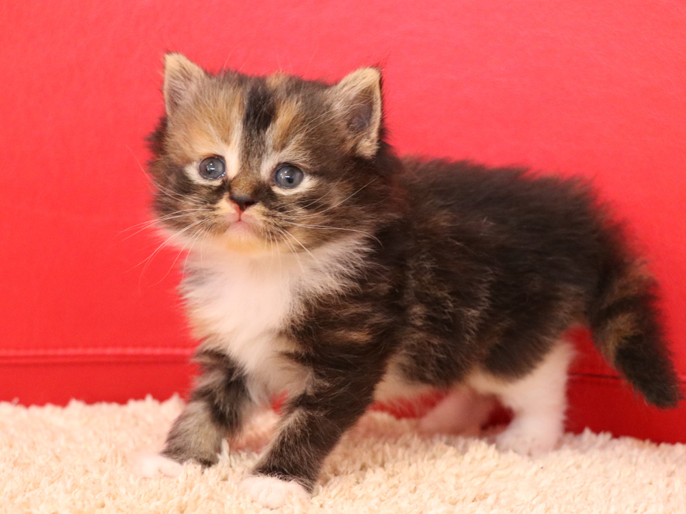 スコティッシュフォールドの子猫画像