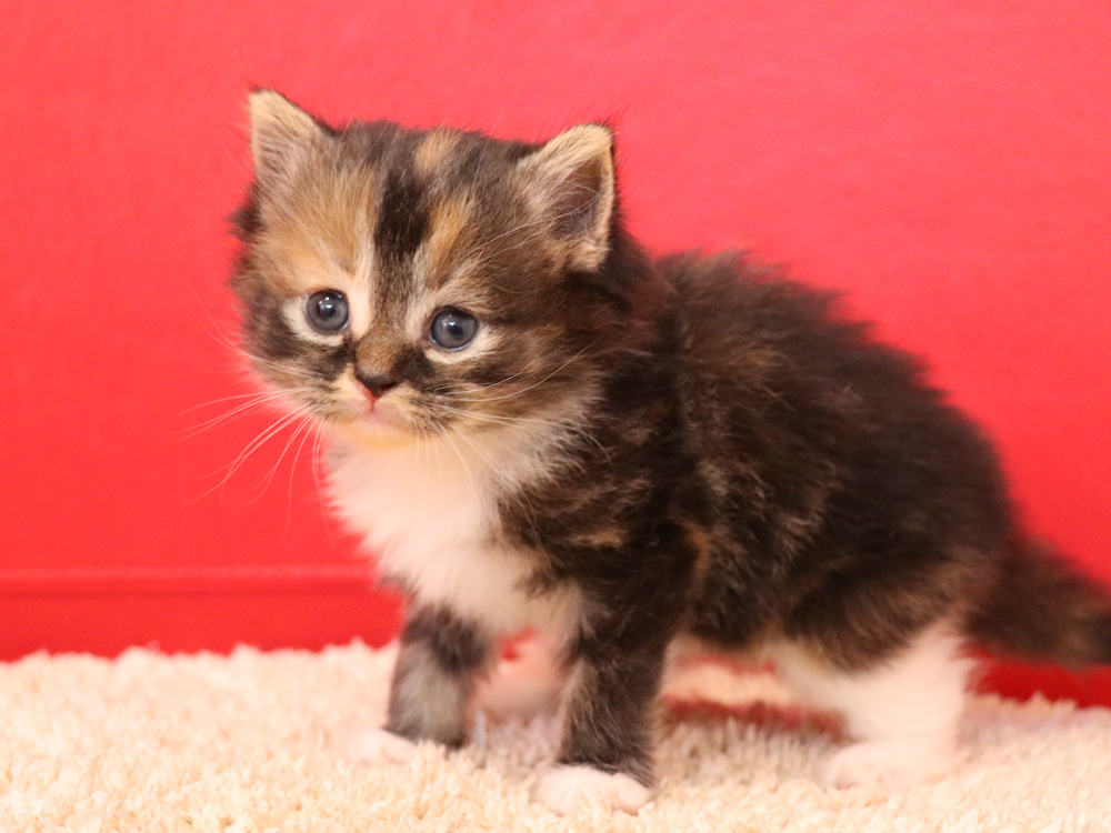 スコティッシュフォールドの子猫画像