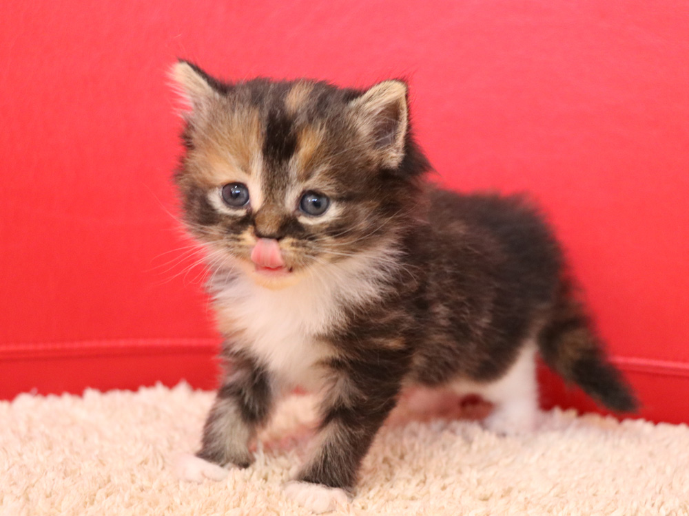 スコティッシュフォールドの子猫画像