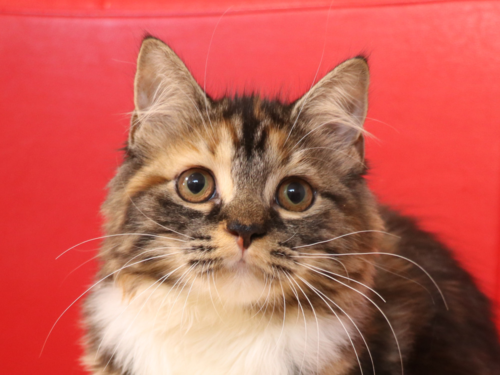 スコティッシュフォールドの子猫画像