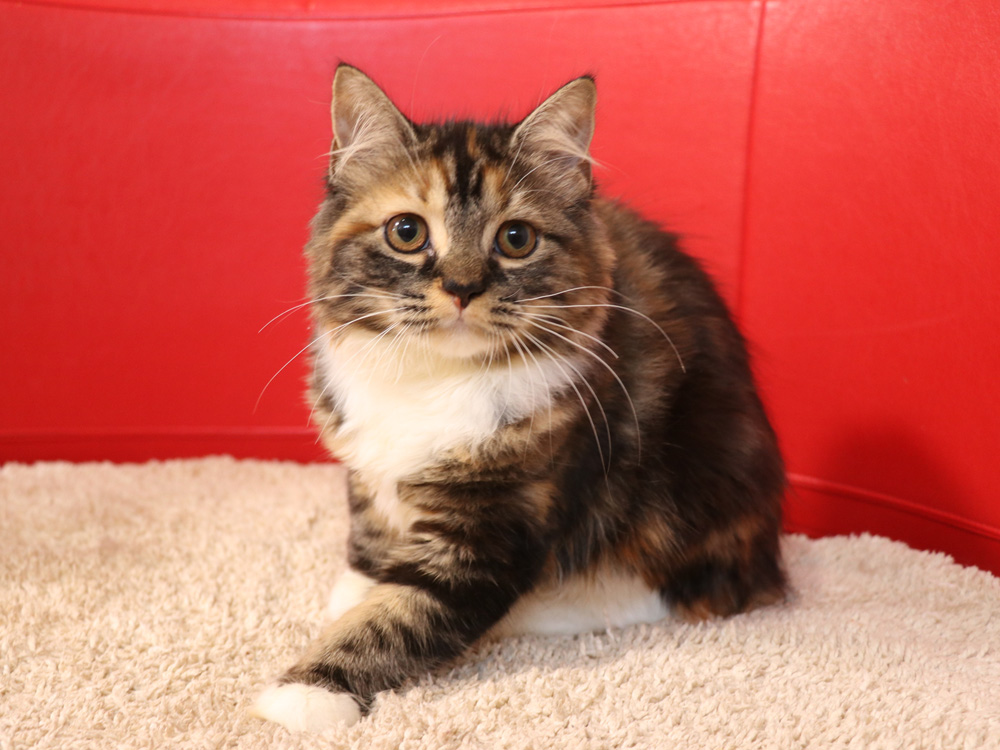 スコティッシュフォールドの子猫画像